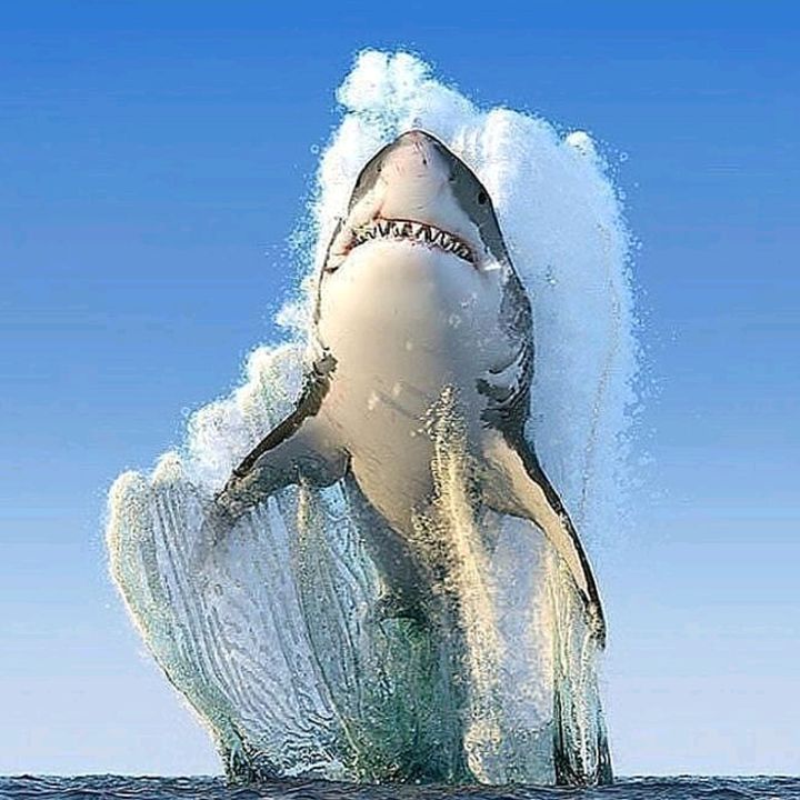 Profile Picture of TheGasMan (@thegasman11) on Tiktok