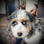 Profile Picture of Dave Lindsey (@fib2fib2fib) on Instagram