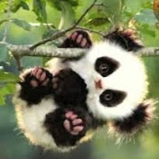 Profile Picture of Amanda Jenkins (@amandajenkins6801) on Youtube