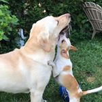 Profile Picture of Tamara L Guttman (@beasley_rosie_sillies) on Instagram