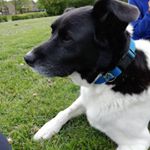 Profile Picture of Cyril Bennett (@cyril_the_dog) on Instagram