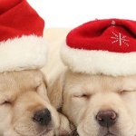 Profile Picture of Hannah Mcnairn (@mcnah011) on Instagram