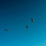 Profile Picture of Philippe Grimaldi (@philippe.grimaldi) on Instagram