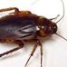 Profile Picture of Cellest Cockie Roach (@cellestcockie.roach) on Facebook