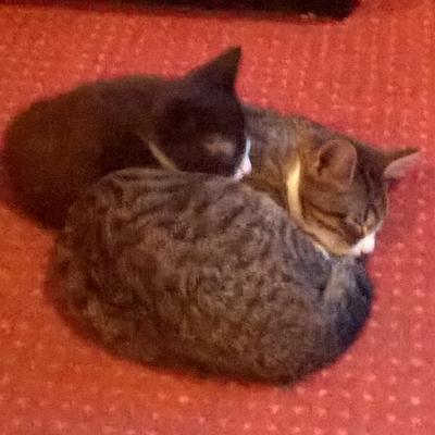 Profile Picture of Paula Mason (@paulamason511) on Twitter