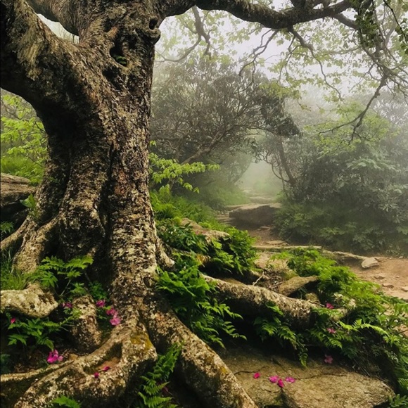 Profile Picture of Jackie Weickum (@jackieweickum) on Poshmark