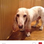 Profile Picture of Carley Koontz (@carley.the.lemon.basset) on Instagram
