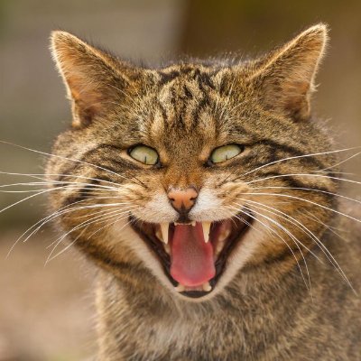 Profile Picture of Weber Joelle (@weber_joelle) on Twitter