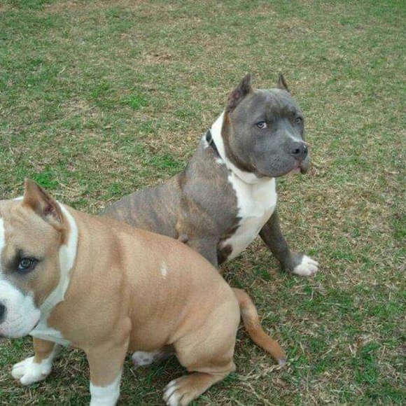 Profile Picture of Chandra Wilson (@chandrawilso796) on Poshmark