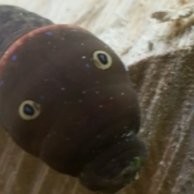 Profile Picture of Jessie Koch (@JessieK66254979) on Twitter