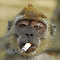 Profile Picture of Wayne Roberts (@rheaps0174) on Pinterest