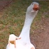 Profile Picture of Lil short kid (@@jamesgoodger) on Tiktok