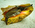 Conch - Wikipedia - Wikipedia Profile Picture of Conch - Wikipediaon Wikipedia