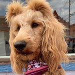 Profile Picture of Penelope Snicker Hawkins (@penelope_snicker_the_doodle) on Instagram