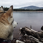 Profile Picture of Ashlee Shaffer (@ashleetof) on Flickr