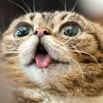 Profile Picture of Carlene (@ysamountst) on Instagram