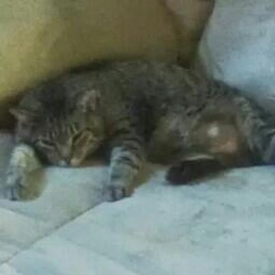 Profile Picture of Ben Elston (@belston23) on Twitter