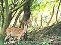 Profile Picture of Formosan sika deer - Wikipediaon Wikipedia