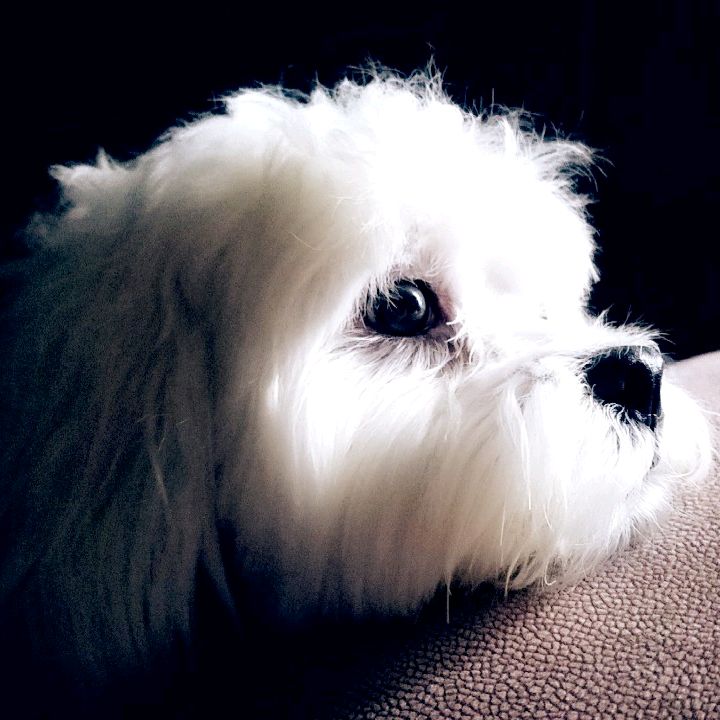 Profile Picture of 💜💜Snowball (@snowball_2014) on Tiktok