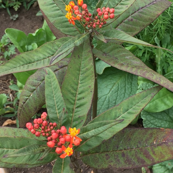 Profile Picture of Jennie Framo (@jframo) on Poshmark