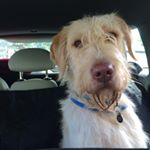 Profile Picture of Travis Blaize (@travis.the.hound) on Instagram