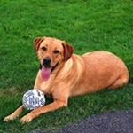 Profile Picture of Colin Willoughby (@eastcoaster4life) on Instagram