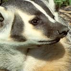 Profile Picture of Bob Badger (@bob.badger.90) on Facebook