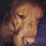 Profile Picture of Joseph Goodall (@joseph_goodall2) on Instagram