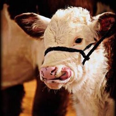 Profile Picture of Terry Blake (@tr_blake) on Twitter