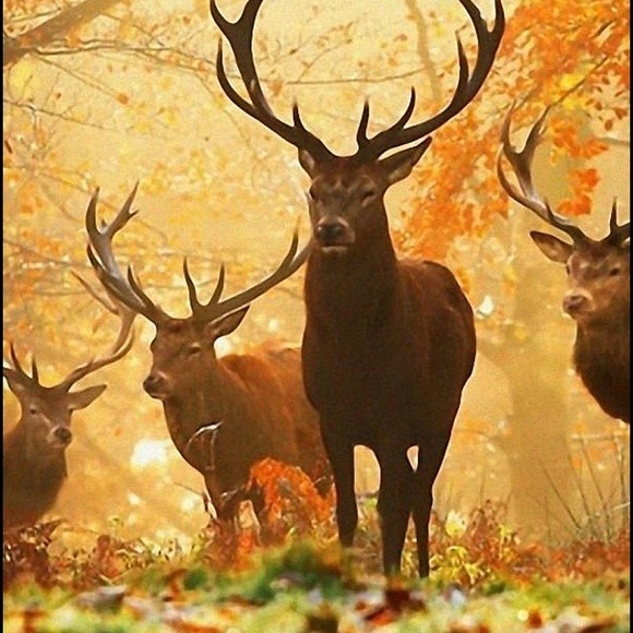 Profile Picture of Javon Gray (@javon2424) on Poshmark