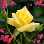 Profile Picture of Nancy Honeyman (@nancy.honeyman.14) on Facebook