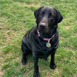 Profile Picture of 🐾Myla Jean Holley-Duncan🐾 (@myla_the_black_lab) on Instagram