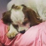 Profile Picture of Angel🐶🐶 (@angel_cavalier) on Instagram