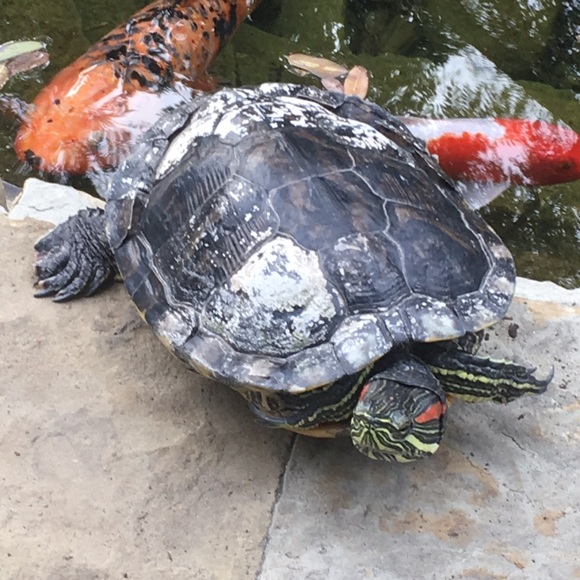 Profile Picture of Toye Davis (@turtledove56) on Poshmark