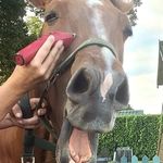 Profile Picture of Lou Garland clipping services (@lou_garland_clipping_services) on Instagram