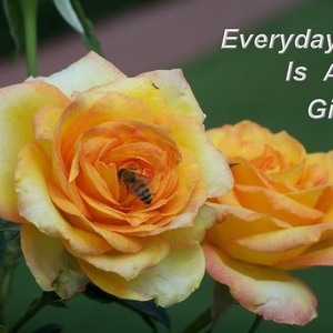 Profile Picture of Cindy Osterhoudt (@327576522) on Myspace