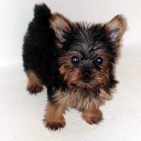 Profile Picture of Jason Kragerud (@mightyoregonduck) on Myspace