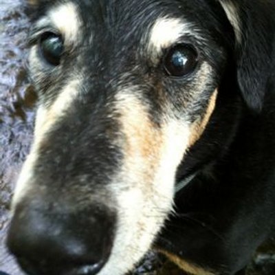 Profile Picture of Colin Stevenson (@ColinStevenson) on Twitter