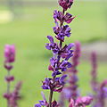 Profile Picture of Salvia nemorosa - Wikipediaon Wikipedia