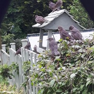 Profile Picture of Chris Sear (@Chrissear3) on Twitter