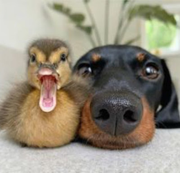 Profile Picture of Gabby Blamble (@gabbyblam01) on Poshmark