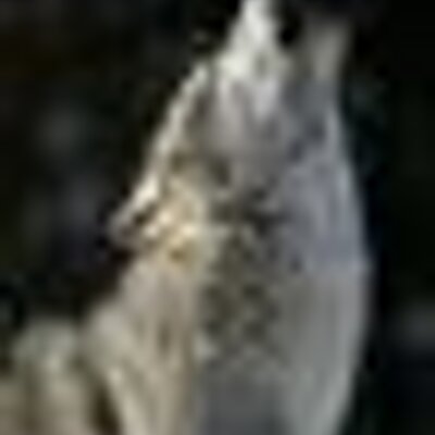 Profile Picture of Dustin Gilbert (@DustinGilbert66) on Twitter