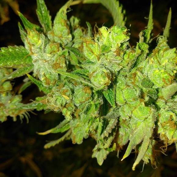 Profile Picture of Luis Longoria (@conejillo007) on Poshmark