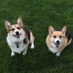 Profile Picture of Penny, Nellie, & Tucker (@triple_the_corgi) on Instagram