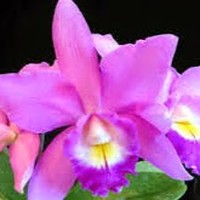 Profile Picture of Sún Hoàng Dạ (@sún-hoàng-dạ) on Quora