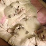 Profile Picture of Lola Bray (@lola_bray) on Instagram