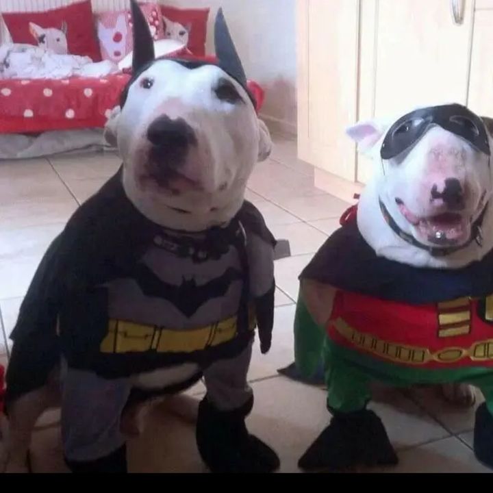 Profile Picture of Conor Mills 🦍 (@milly_rock_777) on Tiktok