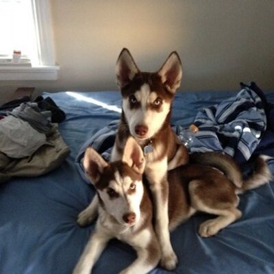 Profile Picture of Brandon Malone (@realestcookie21) on Twitter