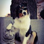 Abby - Instagram Profile Picture of Abby (@abby_the_australian_shepherd) on Instagram