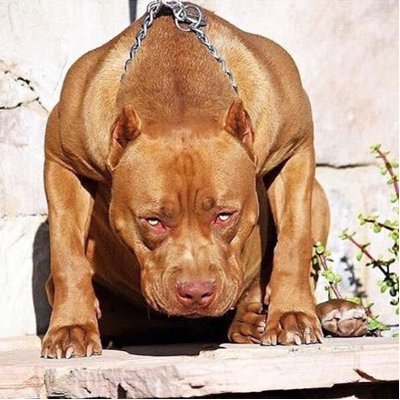 Profile Picture of Muslim Sulimanov (@SulimanovMuslim) on Twitter